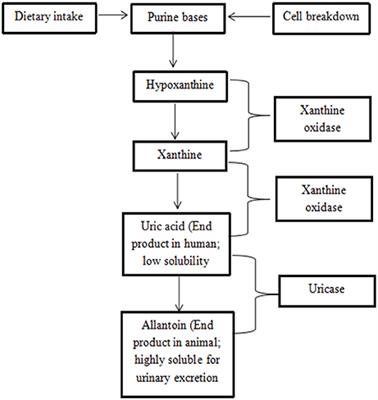 Anti-gout Potential of Malaysian Medicinal Plants